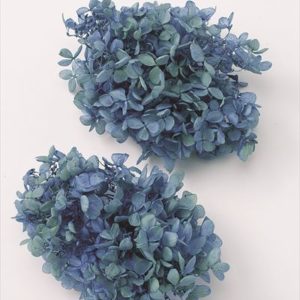 ピラミッドアジサイ・ヘッド　ブルーライム