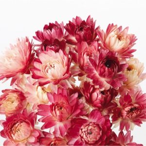 ６２０４５　ヘリクリサムヘッド N/ﾛｰｽﾞ