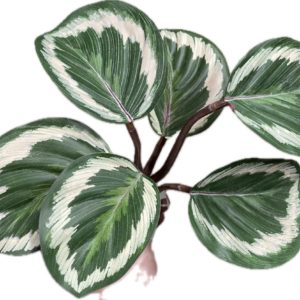 ＦＧ757　ウォーターＰカラテア　ＧＲＥＥＮ