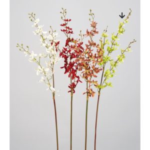 Ａ－３４５４５　ミニオーキッド× #051 ｾﾛﾘ