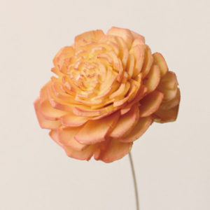 ソーラーローズ・小・ツートン イエローピンク