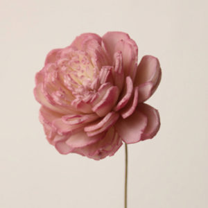 ソーラーローズ・小・ツートン カシスピンク