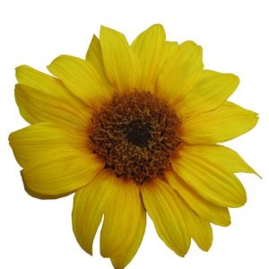 ひまわり（サフランイエロー）M