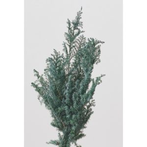 ヒムロスギﾔｸ60g ｼﾙﾊﾞｰｸﾞﾘｰﾝ