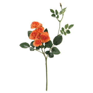 パレットローズ ＃２９　ＤＫ．ＯＲ