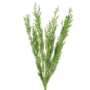 ロングタチカズラﾔｸ30g ｸﾞﾘｰﾝ