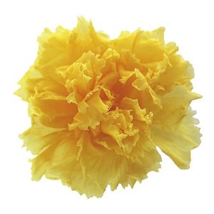 ミニカーネーション　１２輪FL1200-02 ｲｴﾛｰ