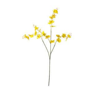 ＶＥ－６６２１　オンシジューム