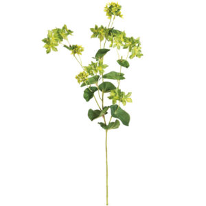 リアルブプレウム ＃２３　ＬＩＭＥ