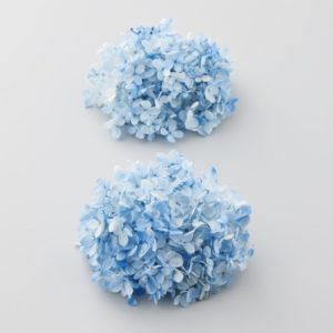 ピラミッドアジサイ・フレア・ヘッﾔｸ2ﾘﾝ ﾌﾞﾙｰ