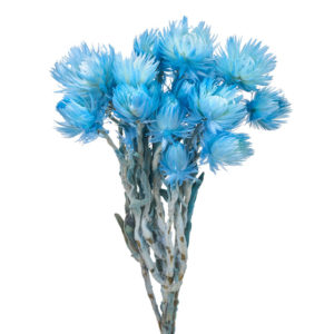 シルバーデージーミニ ラムネ