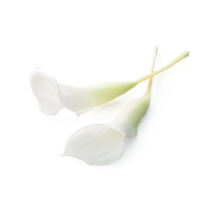 カラーリリー5ﾘﾝ ﾎﾜｲﾄｸﾞﾘｰﾝ