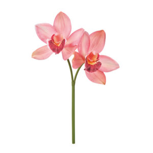 ミディシンビジウム ＃６　　ＰＥ／ＰＫ