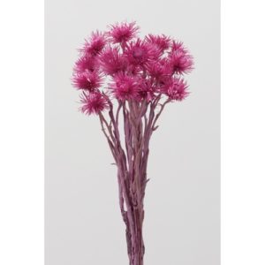 ミニシルバーデージー25g ﾗｽﾞﾍﾞﾘｰ