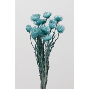 ミニシルバーデージー25g ﾀｰｺｲｽﾞﾌﾞﾙｰ