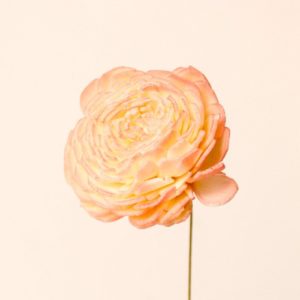 ソーラーローズ・小・ツートンﾔｸ10ﾎﾝ ﾎﾜｲﾄﾋﾟﾝｸ