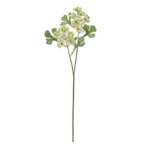 アンジェリカ ＃１　　ＷＨＩＴＥ