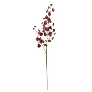 フォンセオンシジウム ＃７　　ＢＵＲＧ