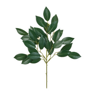 FG003470　 サカキ ＧＲＥＥＮ