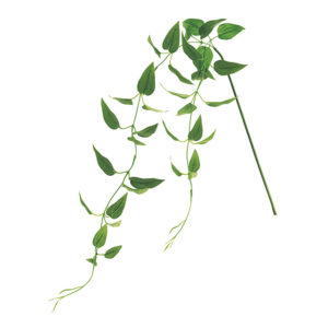 FG305162　 リキュウソウ ＧＲＥＥＮ