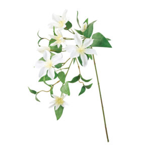 FM008885 001 シャルルクレマチス ＃１　　ＣＲ／ＷＨ