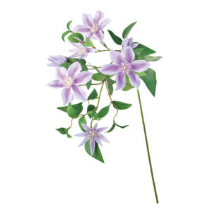 FM008885 011 シャルルクレマチス ＃１１　ＬＡＶ