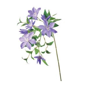 FM008885 017 シャルルクレマチス ＃１７　ＰＵＲＰＬＥ